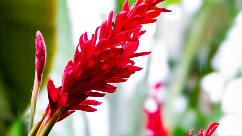 montreal botanical garden