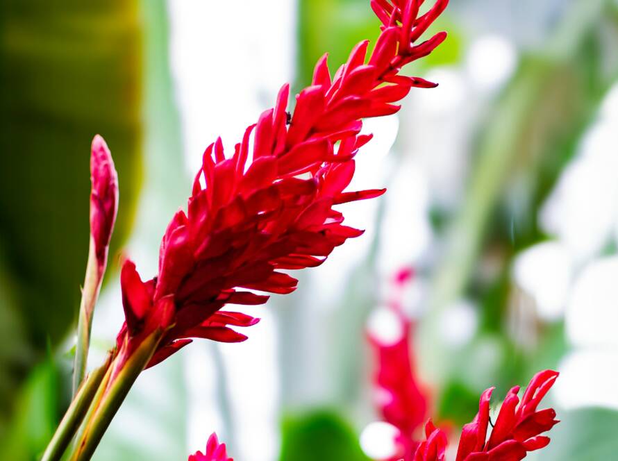 montreal botanical garden