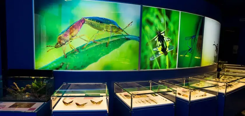 montreal insectarium