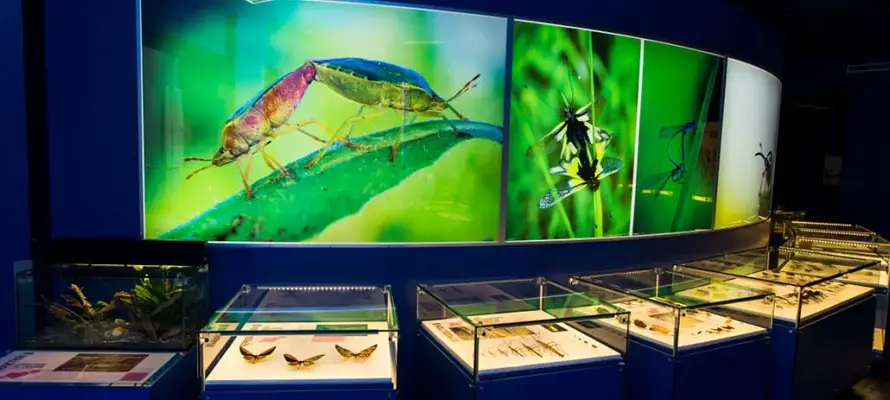 montreal insectarium